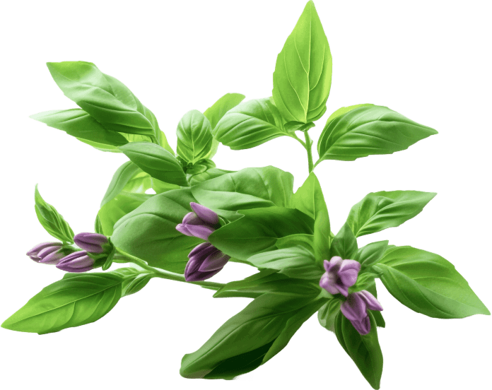 Gold Align  Ingredient3